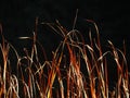 Different dry grasses and dry conditions in the foreground in the last sun light, Royalty Free Stock Photo