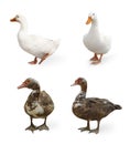 Different ducks on white background, collage. Farm animal