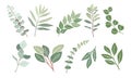 Set of Eucalyptus branches, leaves vector isolated Royalty Free Stock Photo