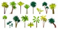 Different exotic palms. Tropical botanical plants with leaves, palm tree trunk cartoon style, summer green foliage Royalty Free Stock Photo