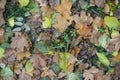Different fallen leaves in green grass