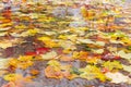 Different fallen leaves in a puddle during rain, selective focus