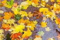 Different fallen leaves in a puddle during rain