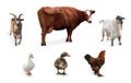 Different farm animals on white background, collage Royalty Free Stock Photo