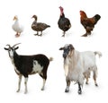 Different farm animals on white background, collage Royalty Free Stock Photo