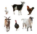 Different farm animals on white background, collage Royalty Free Stock Photo