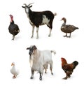 Different farm animals on white background, collage Royalty Free Stock Photo