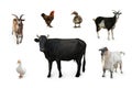 Different farm animals on white background, collage Royalty Free Stock Photo