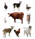 Different farm animals on white background, collage Royalty Free Stock Photo