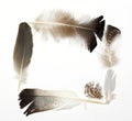 Different feathers frame