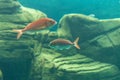 Different fishes swimming in sea aquarium