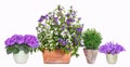 Different flower pots Royalty Free Stock Photo