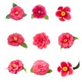 Different flowers of camellia on a white background