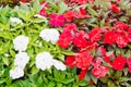 Different flowers in the flower bed in park Royalty Free Stock Photo