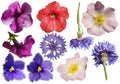 Different flowers isolated on white background Royalty Free Stock Photo