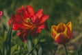 Flowers in moscow park