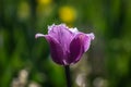 Flowers in moscow park