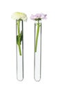 Different flowers in test tubes on white background Royalty Free Stock Photo