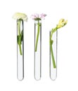 Different flowers in test tubes on white background Royalty Free Stock Photo