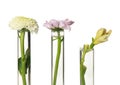 Different flowers in test tubes on white background Royalty Free Stock Photo