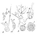 Different Forms of Ganglion Cells, vintage illustration