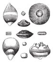 Different forms of hail vintage engraving