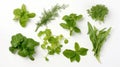 Different fragrant fresh herbs for salad, basil, arugula, dill, cilantro, lettuce, dandelion on white,