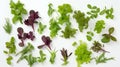 Different fragrant fresh herbs for salad, basil, arugula, dill, cilantro, lettuce, dandelion on white, vegetable background,