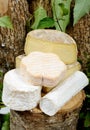 Different french cheeses Royalty Free Stock Photo