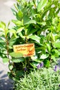 Different fresh green herbs on market outdoor