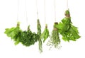 Different fresh herbs hanging on string against white background Royalty Free Stock Photo