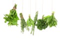 Different fresh herbs hanging on string against white background Royalty Free Stock Photo