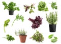 Different fresh herbs on white background Royalty Free Stock Photo