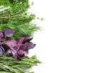 Different fresh herbs on white background