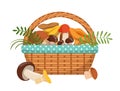 Different fresh mushrooms in basket. Vector illustrations set in cartoon style