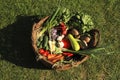 Different fresh ripe vegetables in wicker basket on green grass, top view Royalty Free Stock Photo