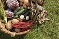 Different fresh ripe vegetables in wicker basket on green grass, top view Royalty Free Stock Photo