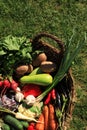 Different fresh ripe vegetables in wicker basket on green grass, top view Royalty Free Stock Photo