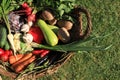 Different fresh ripe vegetables in wicker basket on green grass, top view Royalty Free Stock Photo