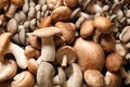 Different fresh wild mushrooms as background