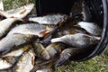 Different freshly caught river fish in the summer