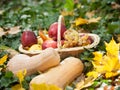 Different fruits and vegetables in basket on green grass. Autumn harvest vegetables outdoor (grapes, apples, pumpkin) Royalty Free Stock Photo