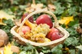 Different fruits and vegetables in basket on green grass. Autumn harvest vegetables outdoor (grapes, apples, pumpkin) Royalty Free Stock Photo