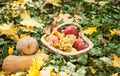 Different fruits and vegetables in basket on green grass. Autumn harvest vegetables outdoor (grapes, apples, pumpkin) Royalty Free Stock Photo