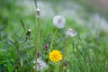 Different generation of dandelions from abloom to withered