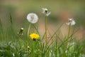 Different generation of dandelions from abloom to withered