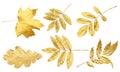 Different golden autumn leaves isolated on white, collection