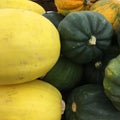 Different gourds different colors, all a type of squash.