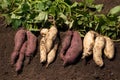 Different grade of sweet potato. Growing white and purple sweet potato Royalty Free Stock Photo