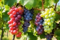 different grape varieties clustered on the vine